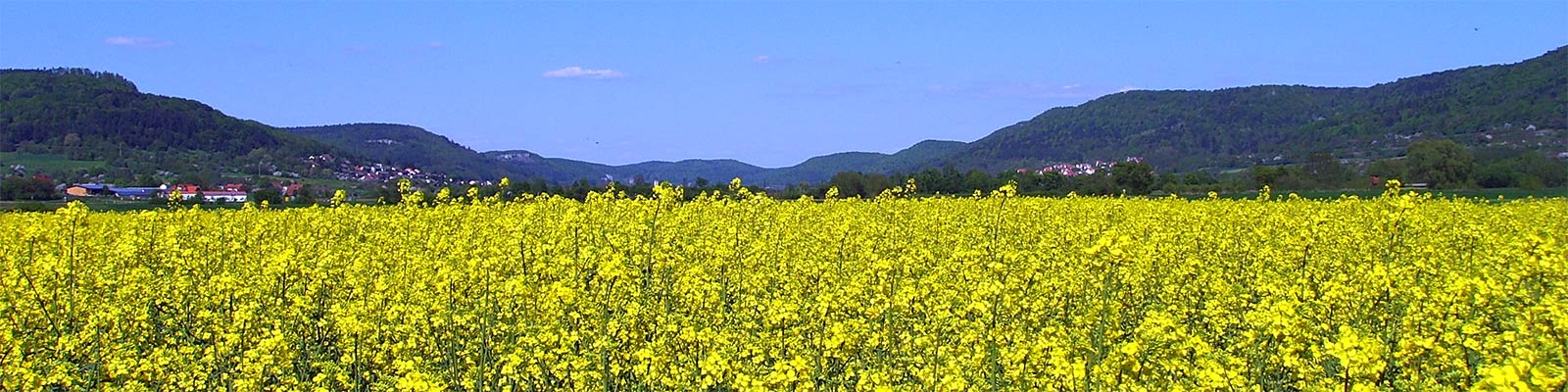 Rapsfeld im Wiesenttal
